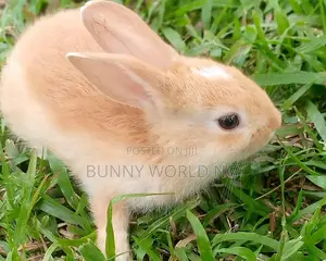 Foreign Palomino Rabbit