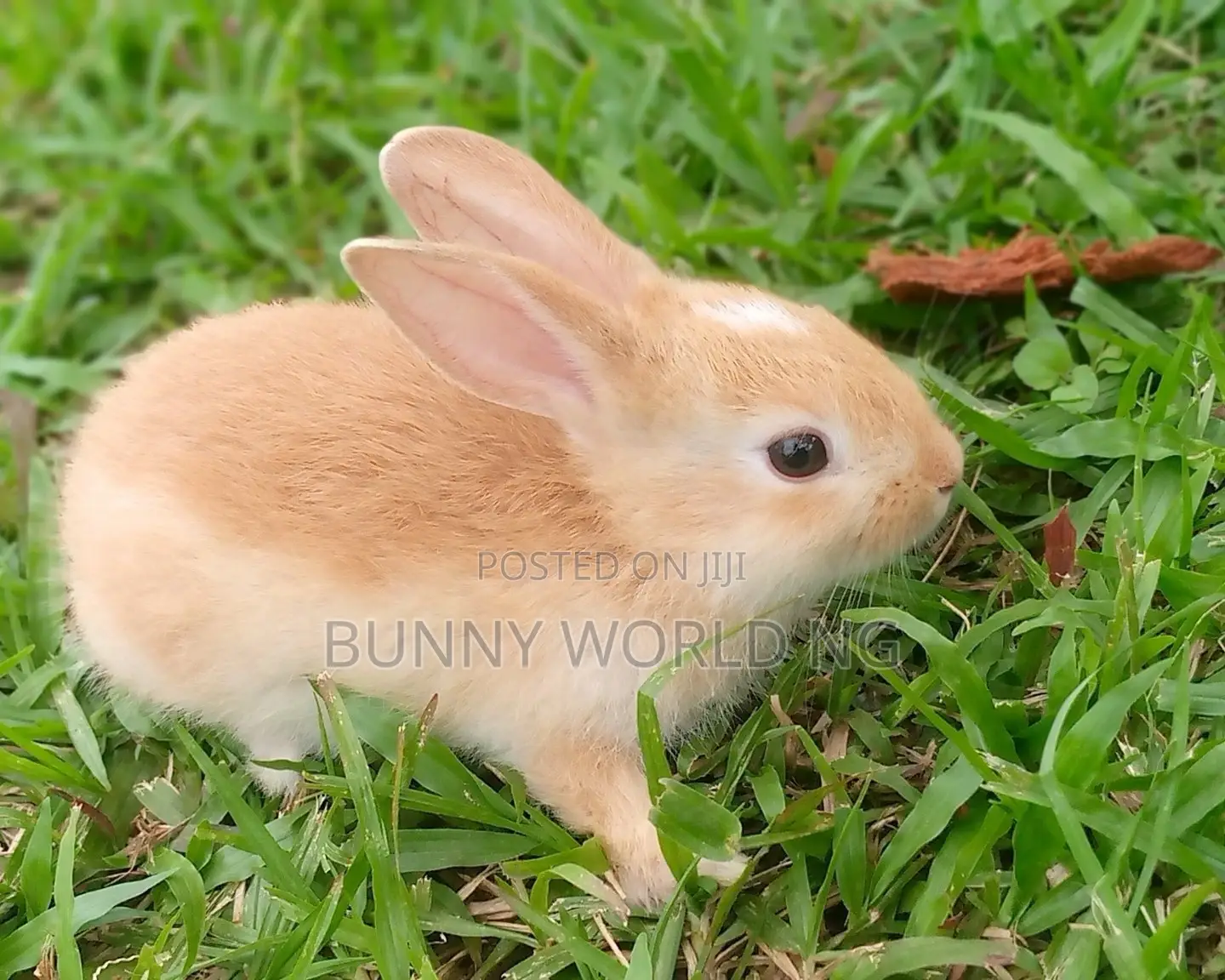 Foreign Palomino Rabbit