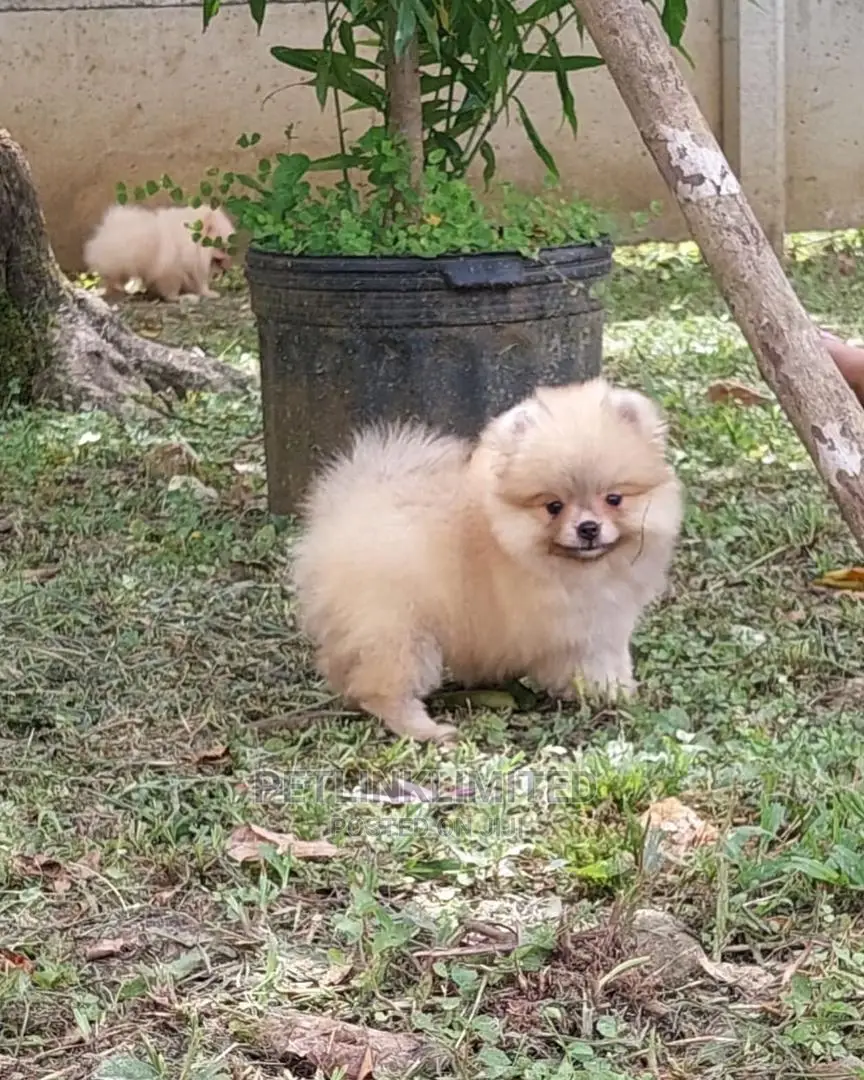 13 months Male Purebred Pomeranian in Lekki Dogs & Puppies, Kolapo