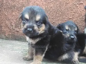 0-1 month Female Purebred German Shepherd