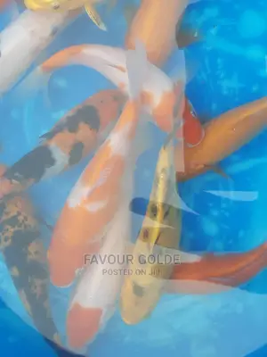 Koi Cap Fish
