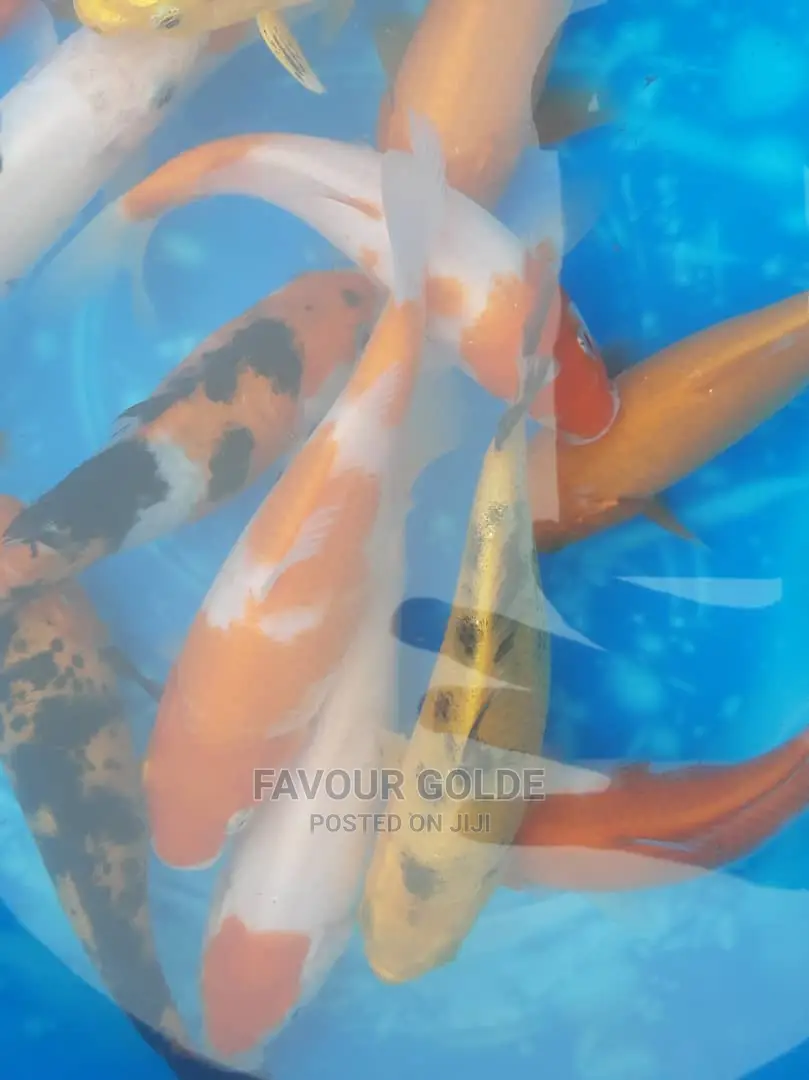 Koi Cap Fish