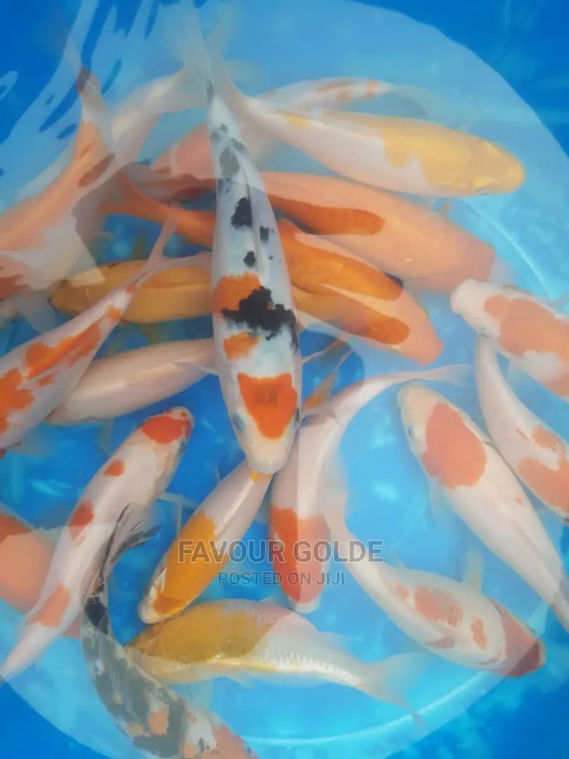 Koi Cap Fish