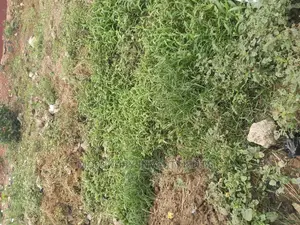 3943sqm on Isaac John STR Gra Ikeja With Gov Consent N2.5b