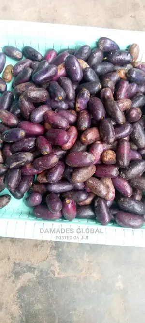 UBE (Local Pear) Seedlings