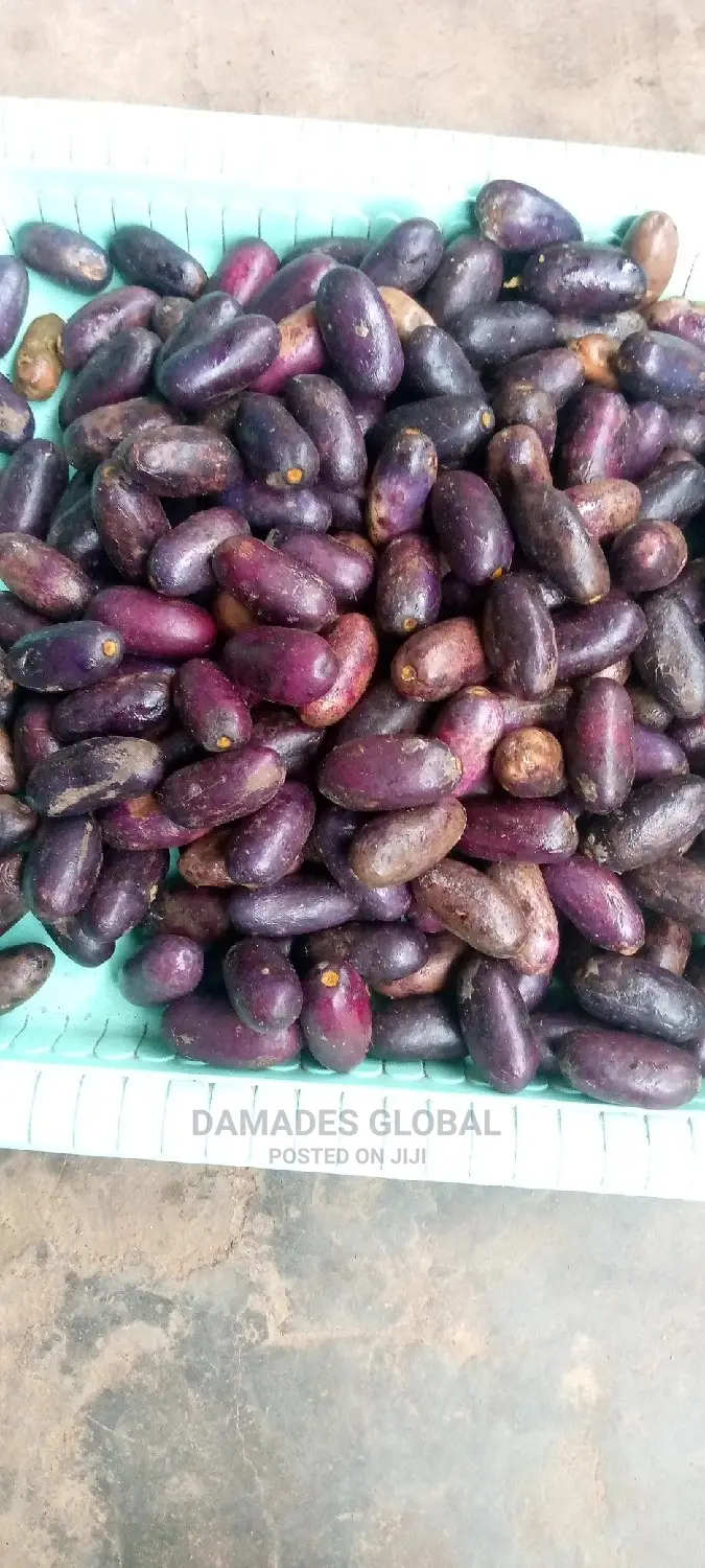 UBE (Local Pear) Seedlings