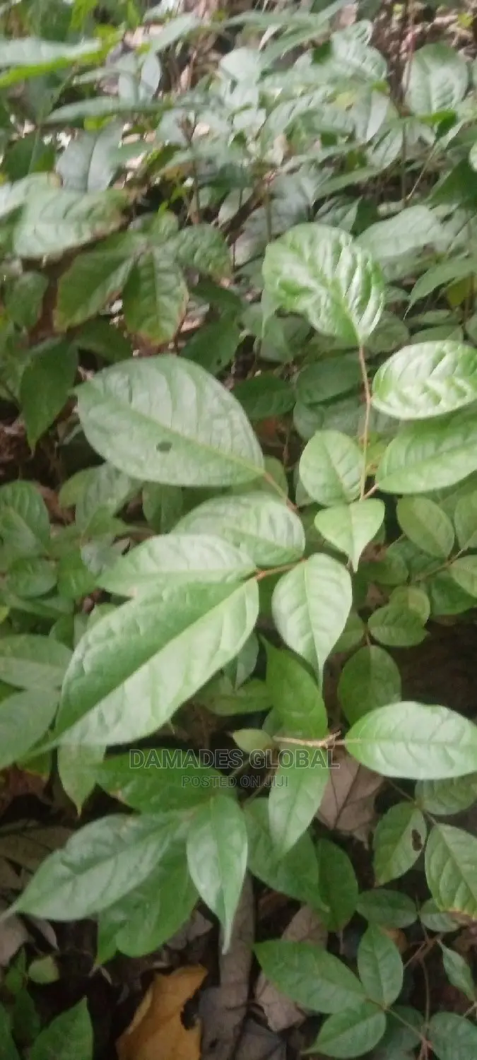 UBE (Local Pear) Seedlings