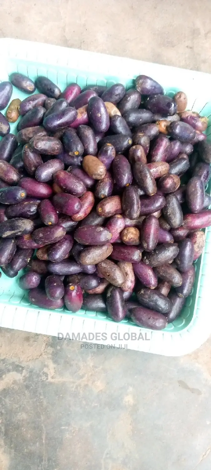 UBE (Local Pear) Seedlings