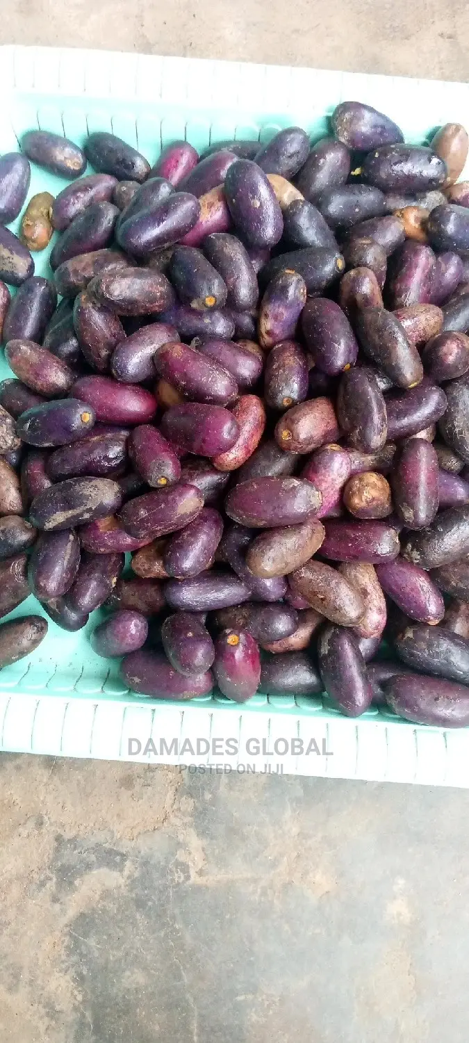 UBE (Local Pear) Seedlings