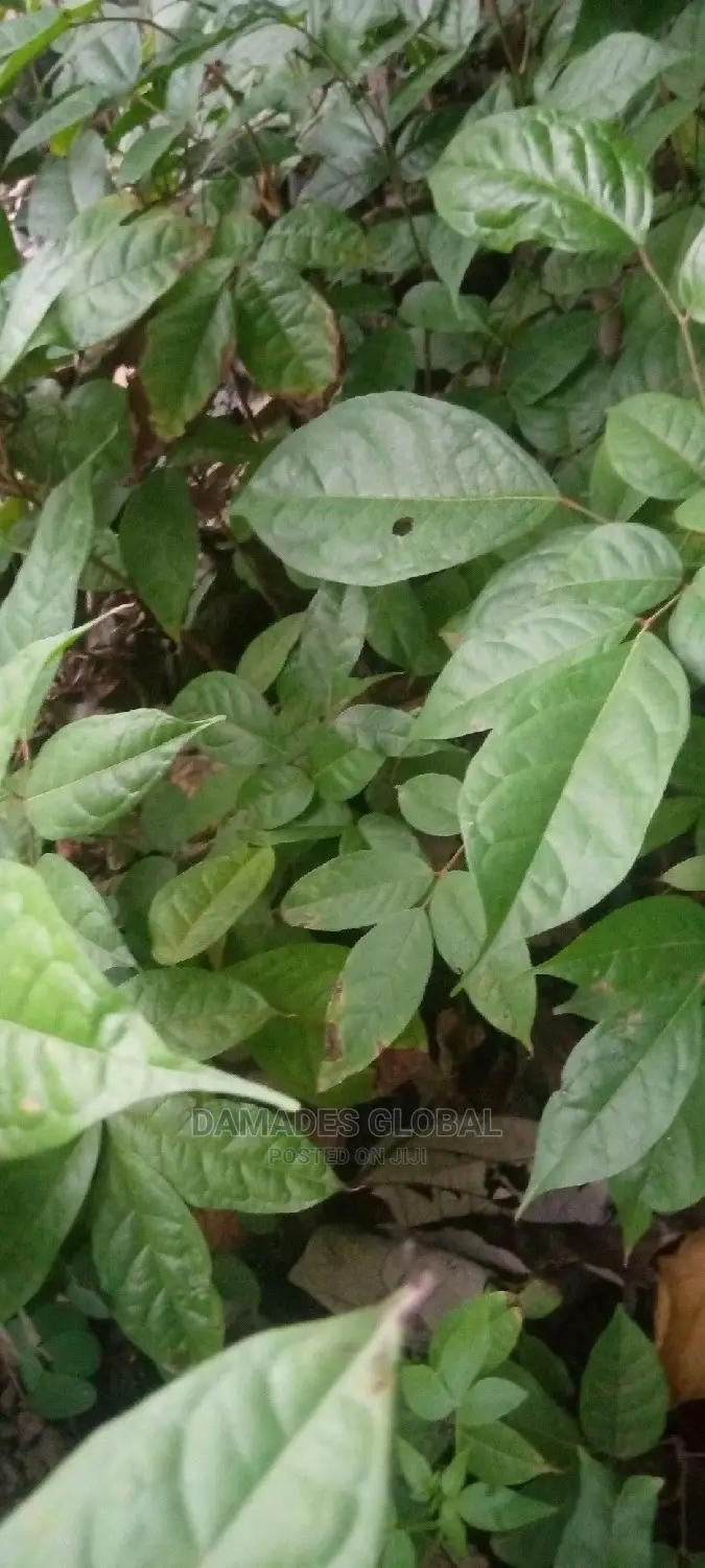 UBE (Local Pear) Seedlings