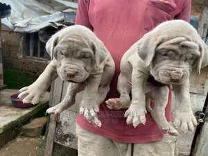 1-3 months Male Purebred Neapolitan Mastiff