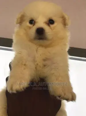 1-3 months Female Purebred American Eskimo