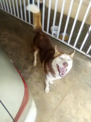 1+ year Male Purebred Siberian Husky