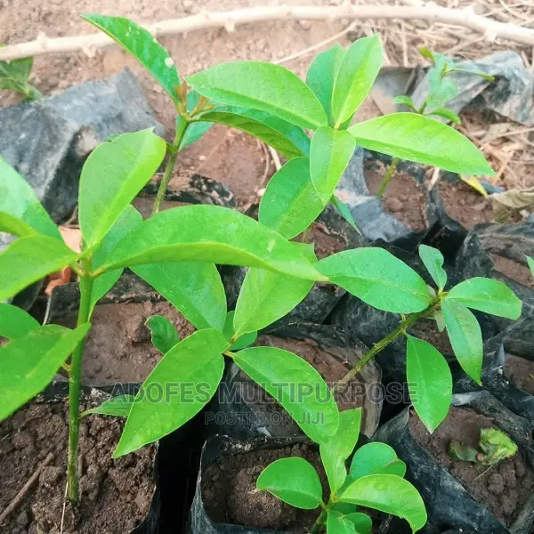 Apple Wambugu Seedlings