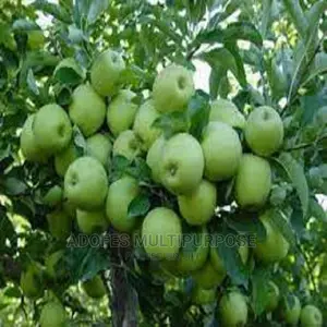Apple Wambugu Seedlings