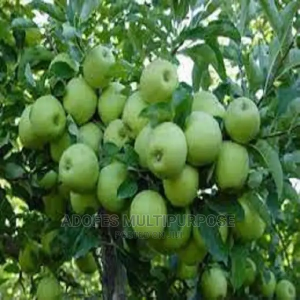 Apple Wambugu Seedlings