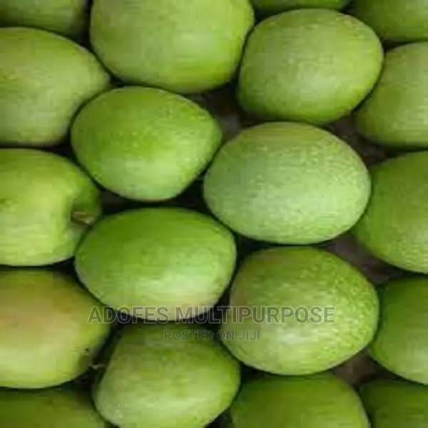 Apple Wambugu Seedlings