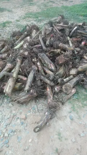 Hybrid Plantain Suckers