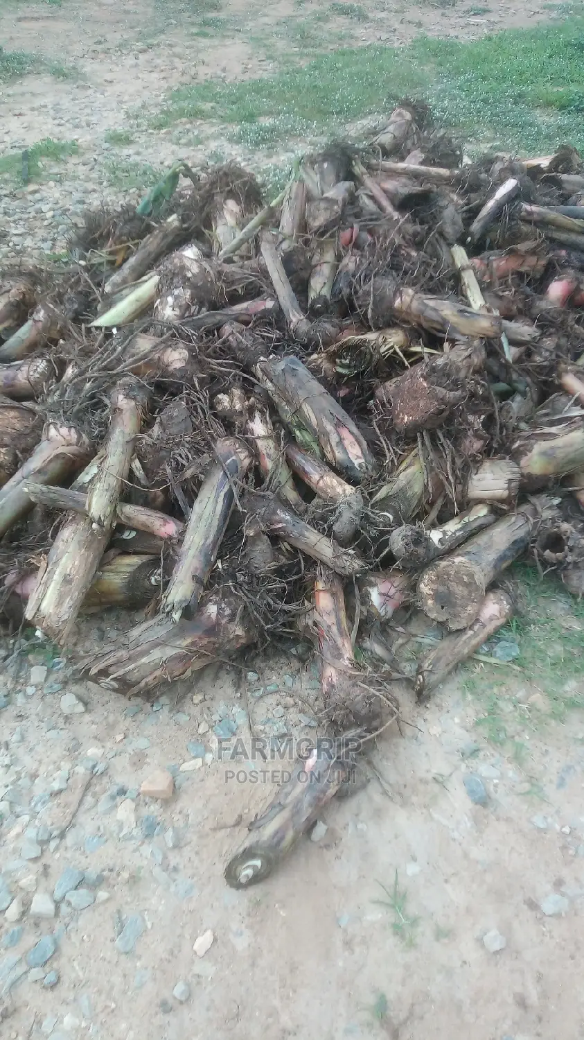 Hybrid Plantain Suckers