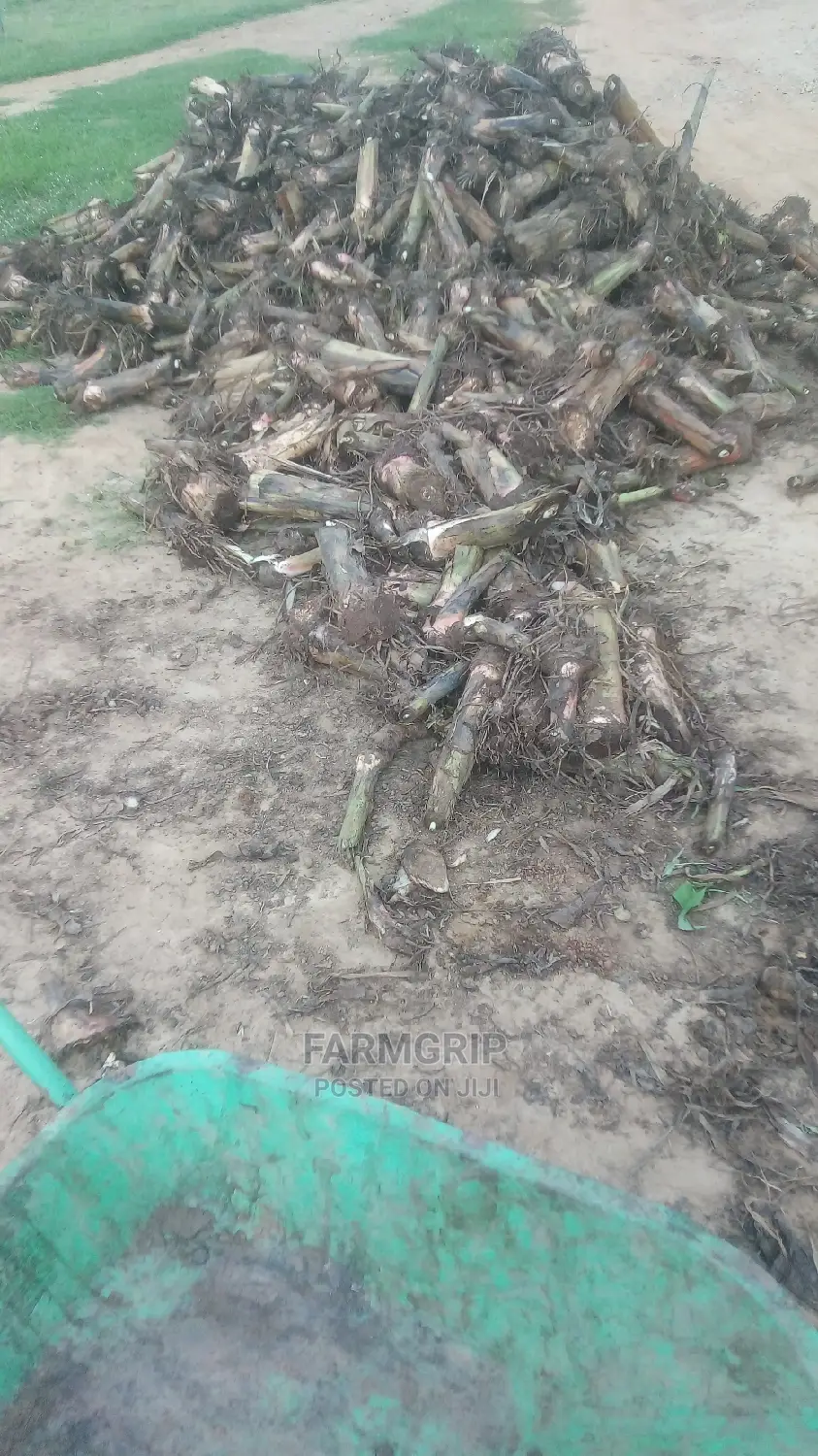 Hybrid Plantain Suckers