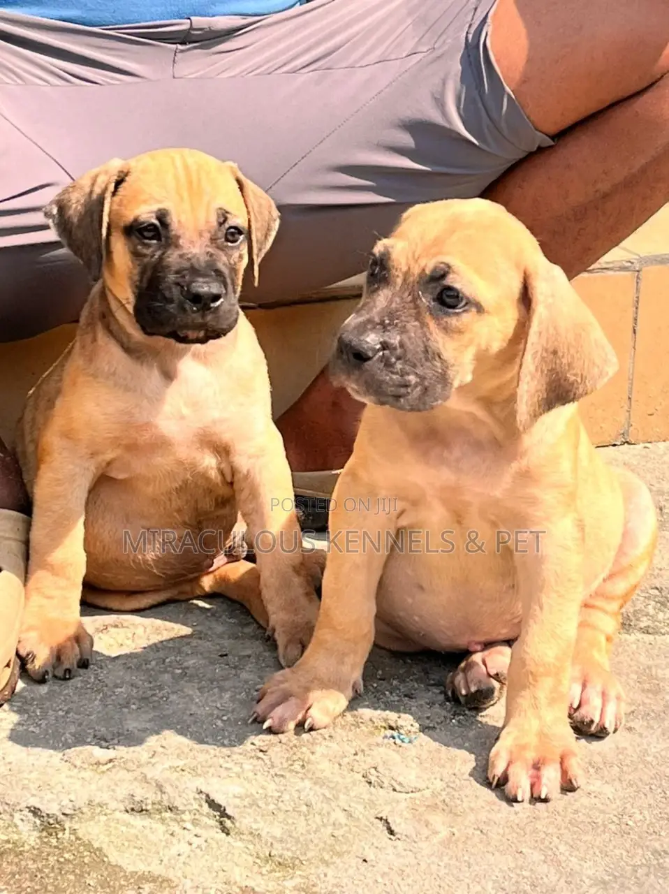 1-3 months Female Purebred Boerboel