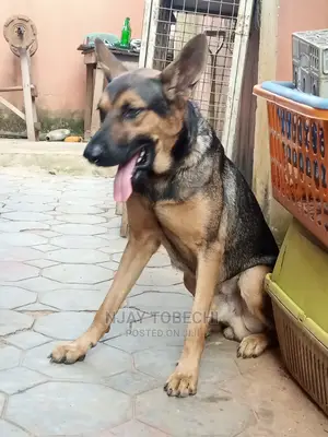 6-12 months Male Purebred German Shepherd