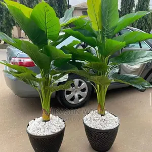 Plant 🪴 Flower and Vase
