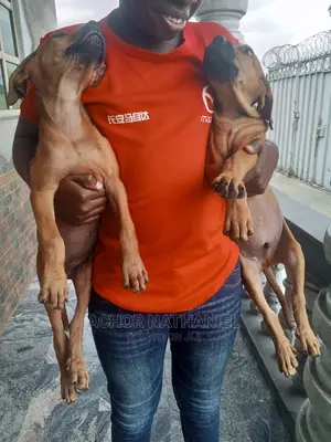 1-3 months Female Purebred Boerboel