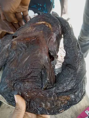 Lake Chad Catfish Big Sizes