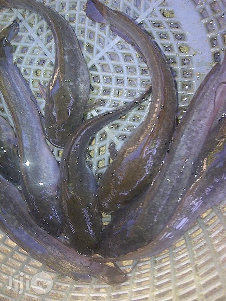 Fish Farming Made Easy