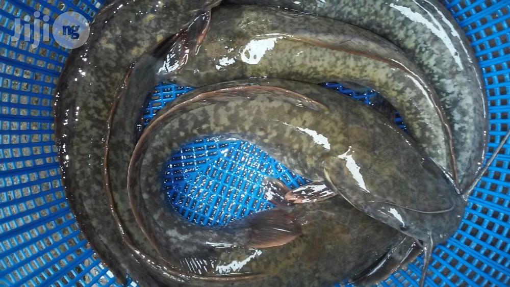 Fish Farming Made Easy