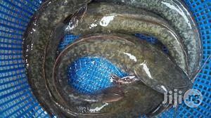 Fish Farming Made Easy