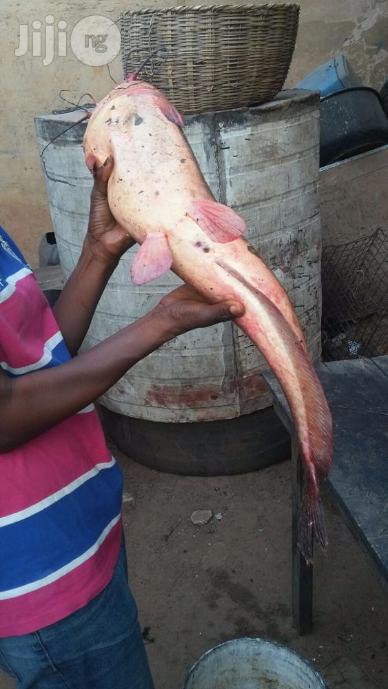 Fish Farming Made Easy