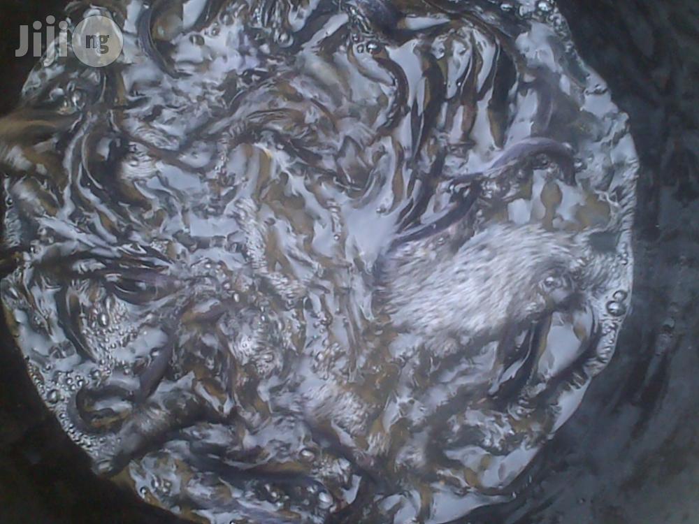 Fish Farming Made Easy