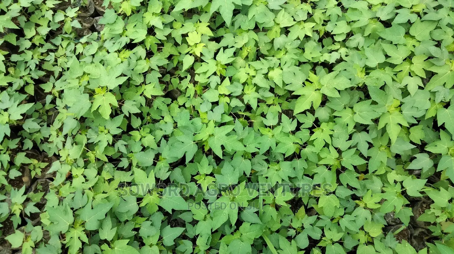 Hybrid Dwarf Pawpaw Seedlings