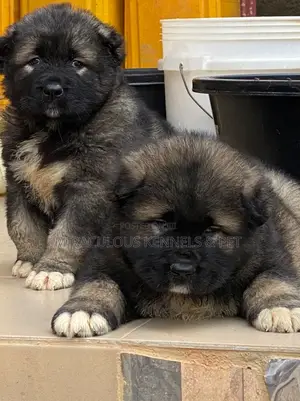 1-3 months Female Purebred Caucasian Shepherd