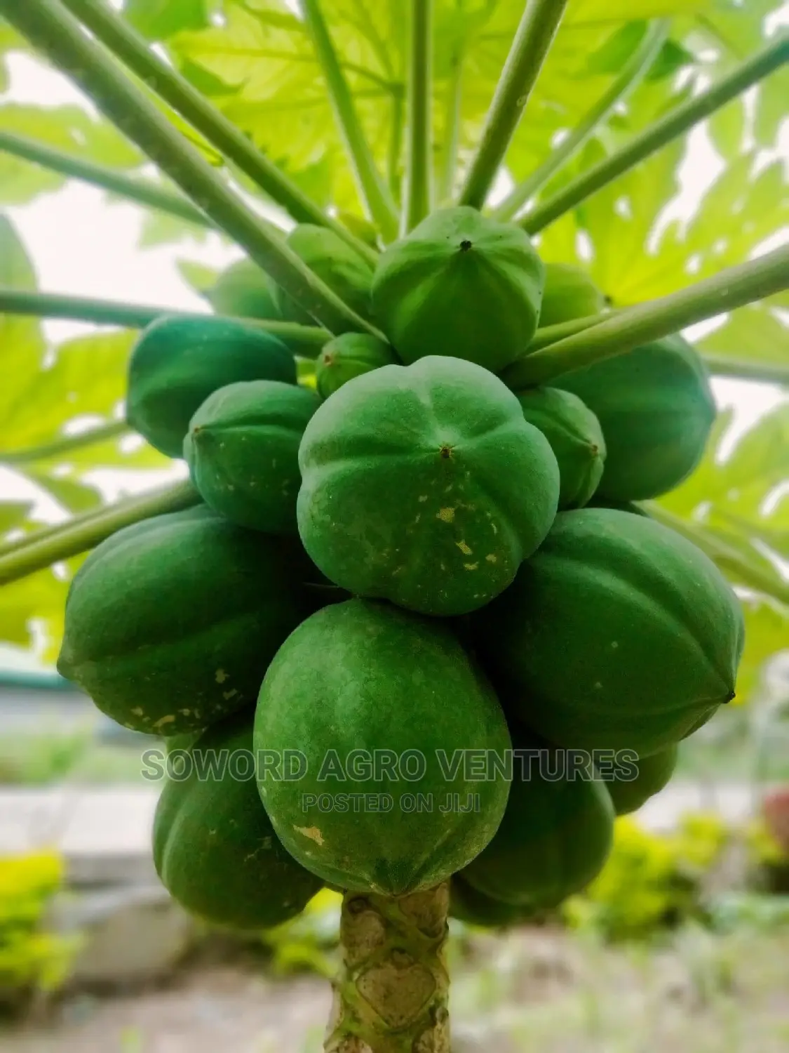 Hybrid Dwarf Pawpaw Seedlings