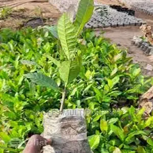 Cashew Seedling