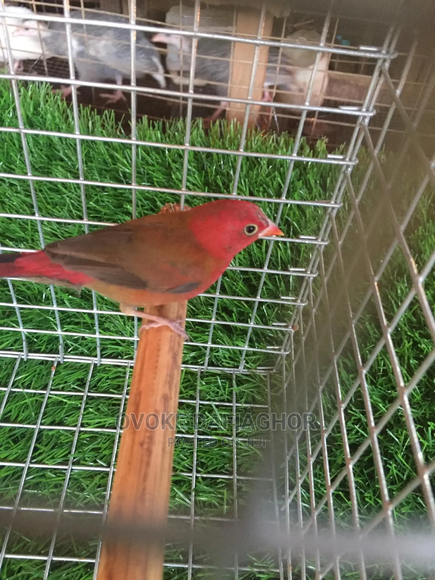 Red Finches Bird