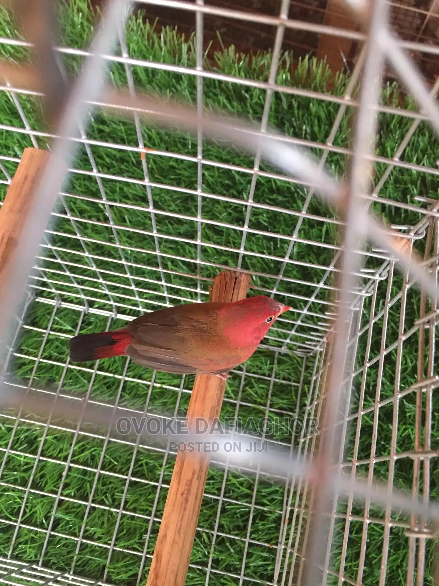 Red Finches Bird