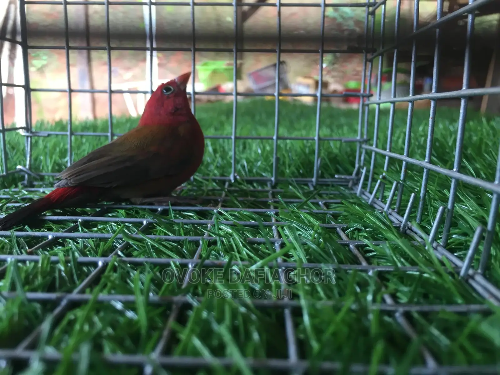 Red Finches Bird
