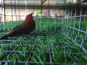Red Finches Bird