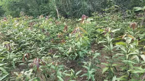 Hybrid Grafted Dwarf Mango Seedlings