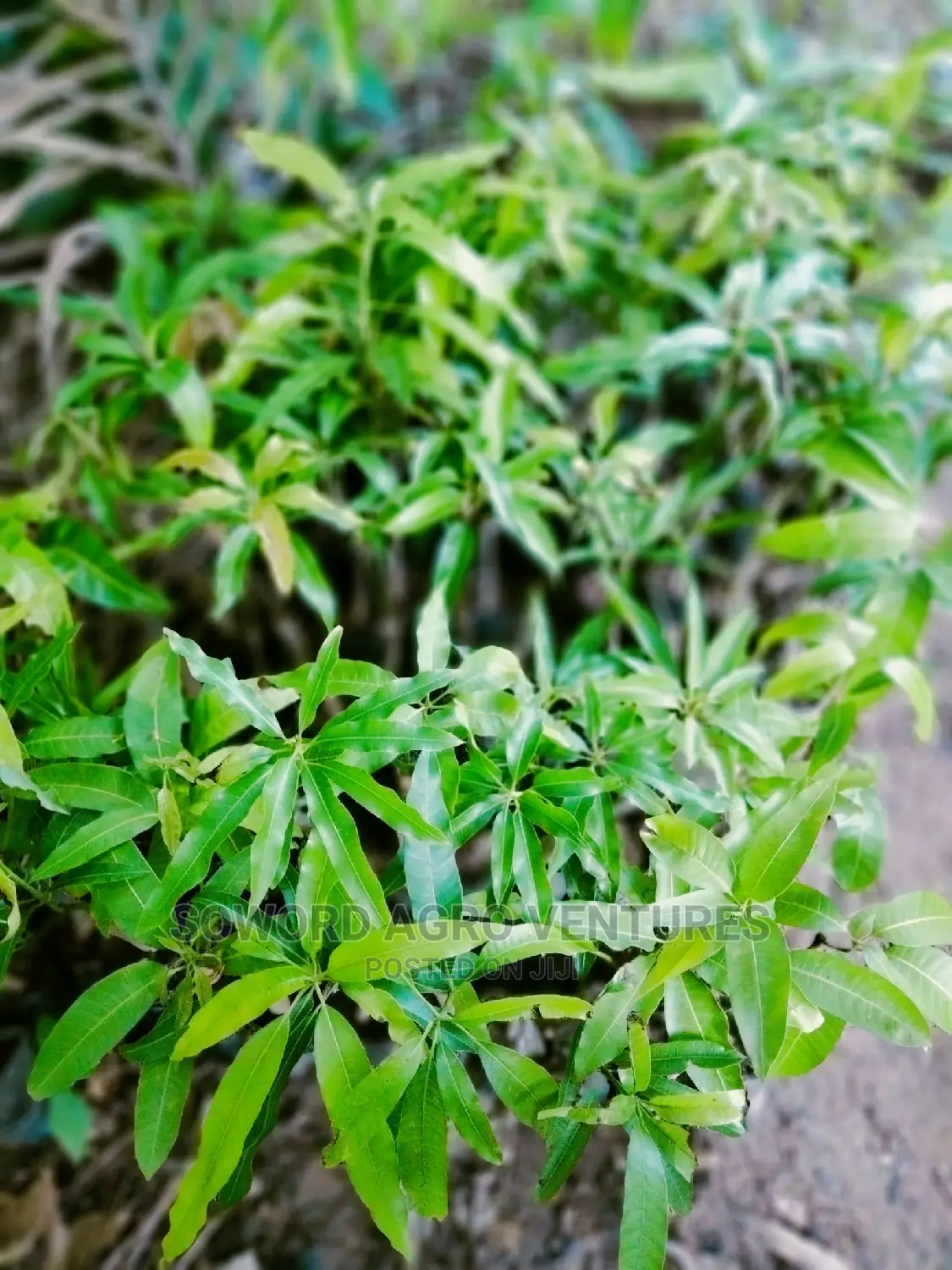 Hybrid Grafted Dwarf Mango Seedlings