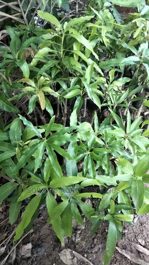 Hybrid Grafted Dwarf Mango Seedlings