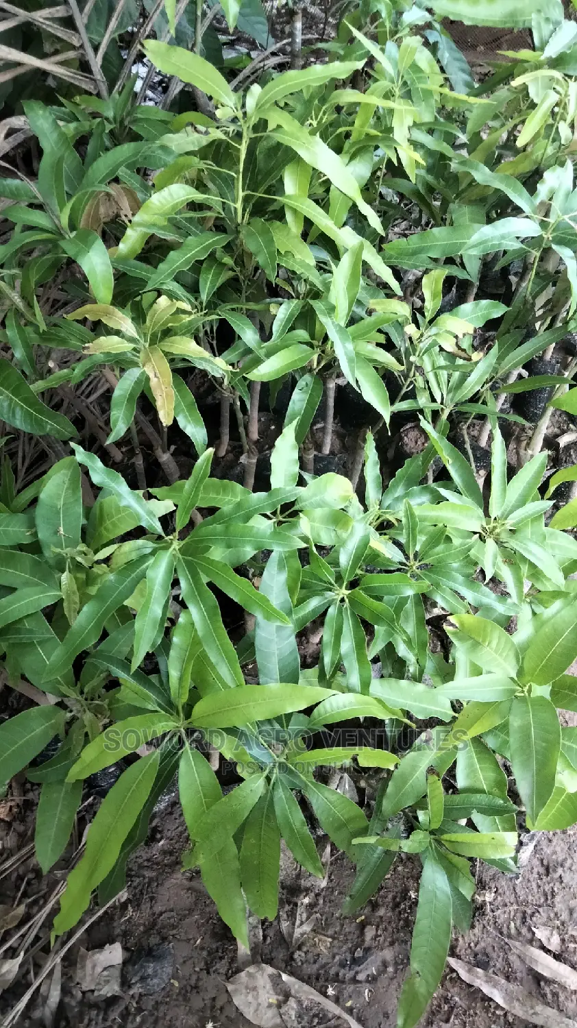 Hybrid Grafted Dwarf Mango Seedlings