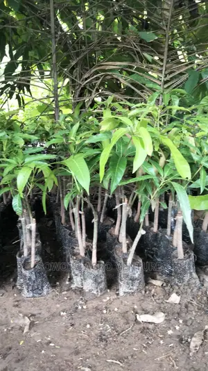 Hybrid Grafted Dwarf Mango Seedlings