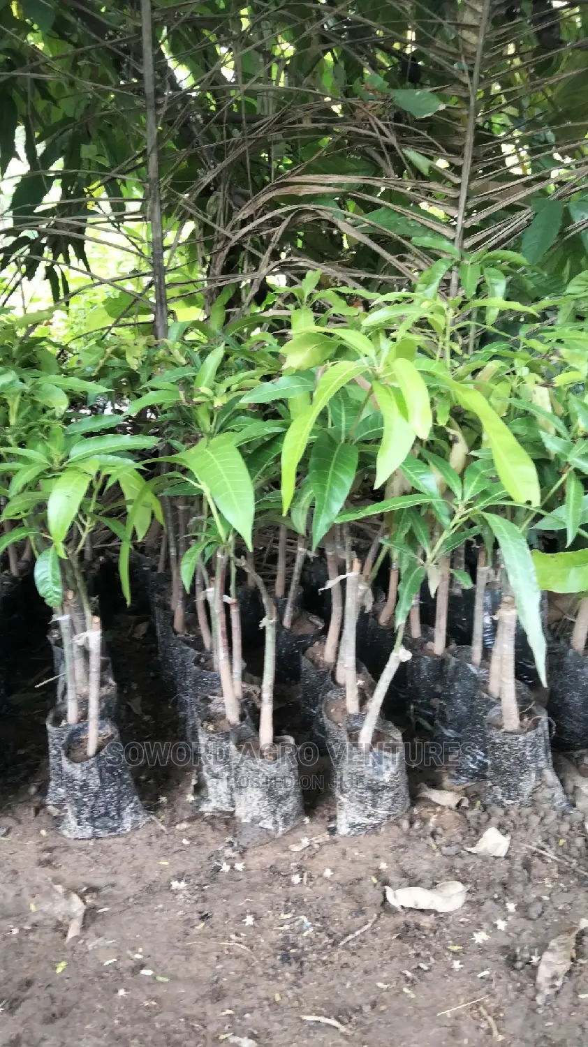 Hybrid Grafted Dwarf Mango Seedlings