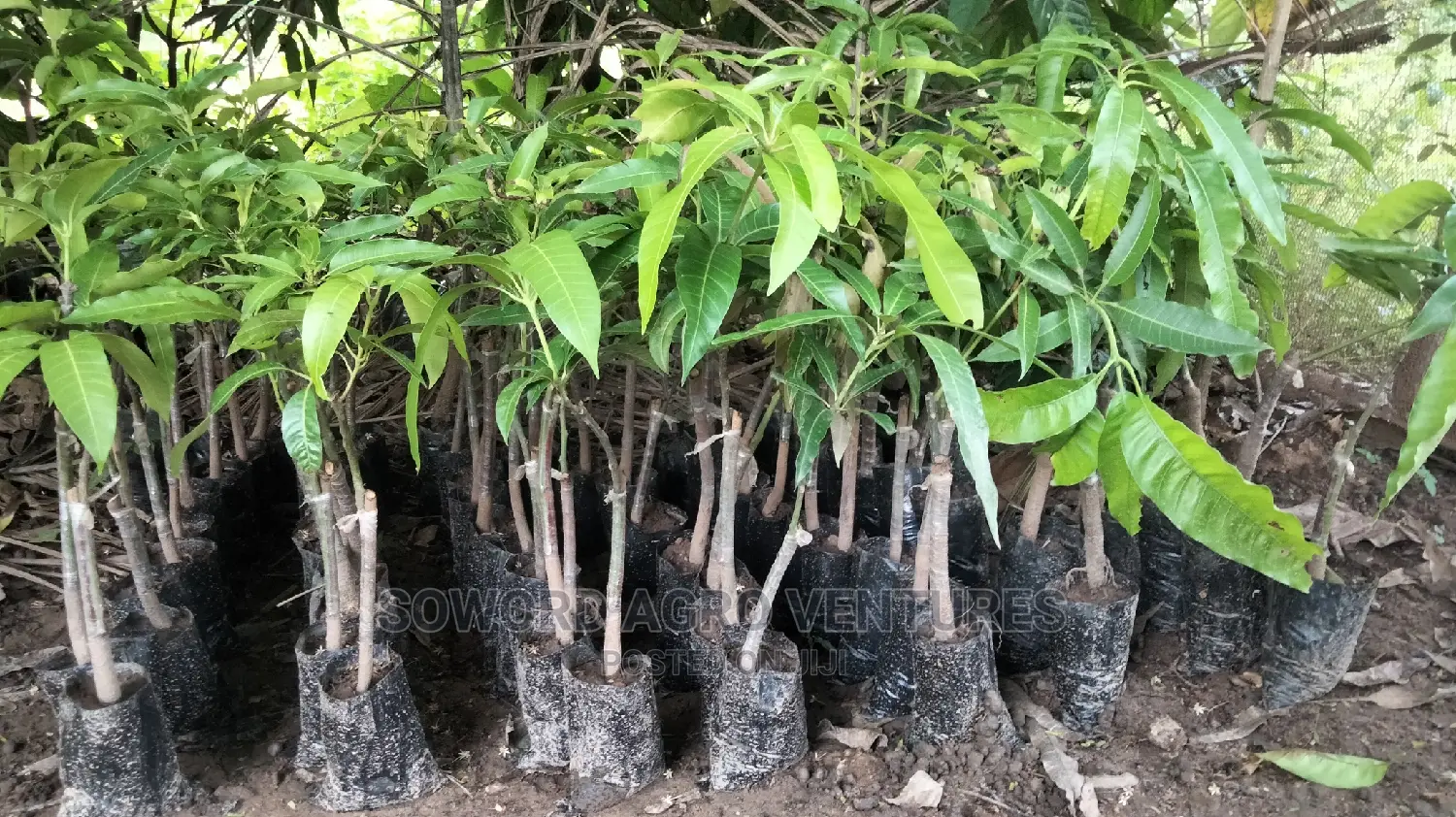Hybrid Grafted Dwarf Mango Seedlings