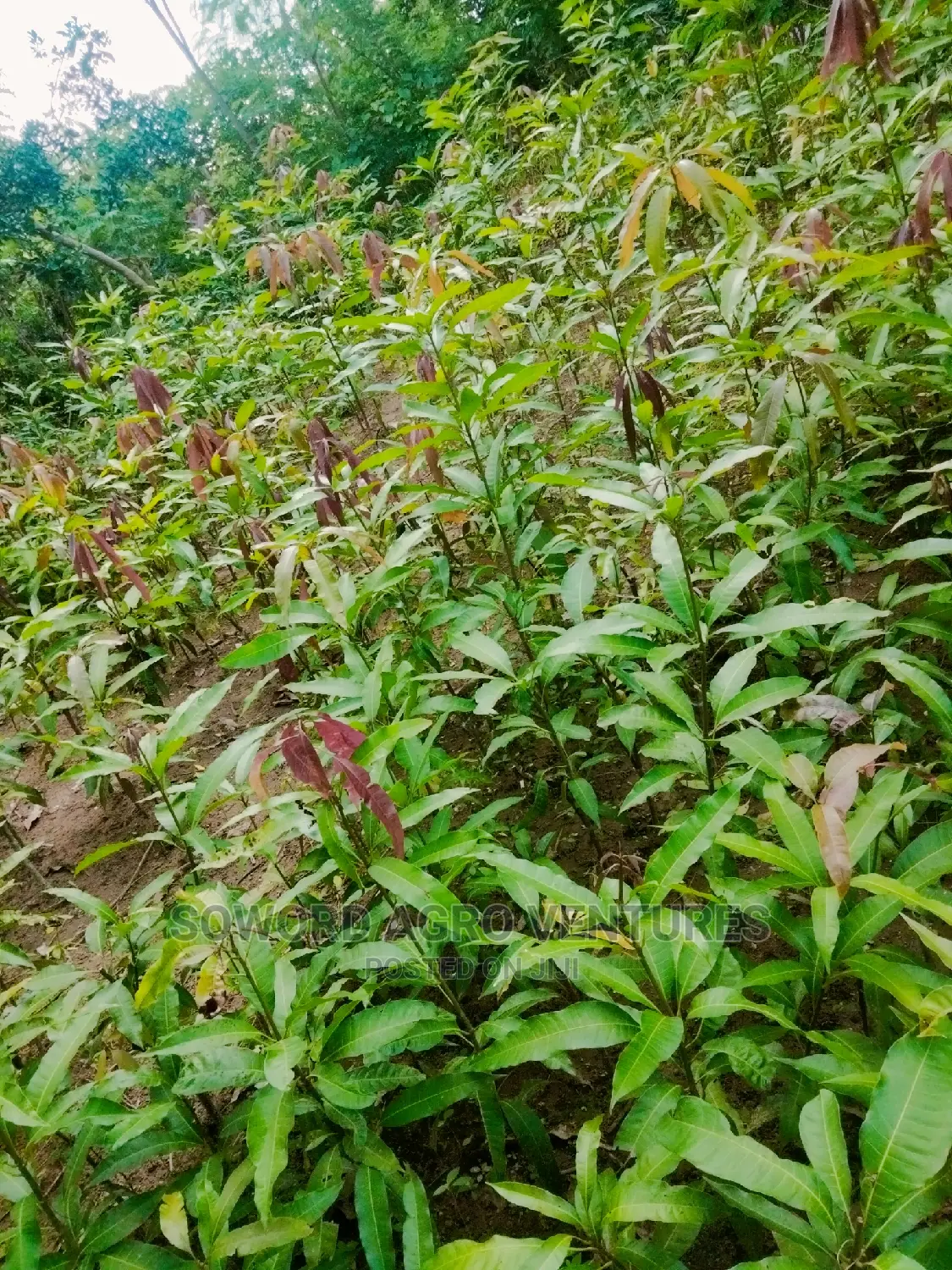 Hybrid Grafted Dwarf Mango Seedlings